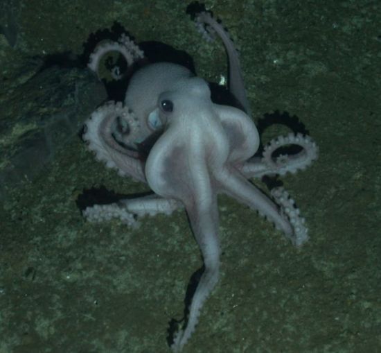 该科研组发现一种章鱼，他们认为这种章鱼以前不为人知，不过他们无法捉到一只
