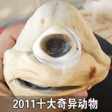 2011ʮ�����춯��