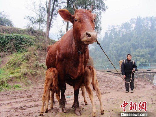 四川达州一母牛持续3年生双胞胎(图)