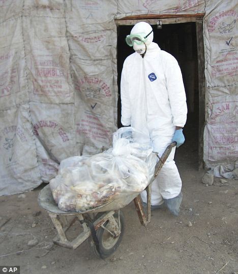 巴基斯坦加达普(Gadap)一家爆发H5N1型病毒疫情的农场，一名卫生官员正在移除感染的鸡
