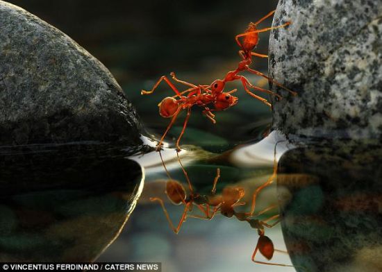 别担心，我来帮你：一只蚂蚁帮朋友渡河。