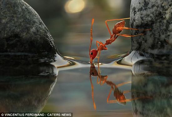 口渴了，喝点水：一只蚂蚁停下来喝水。
