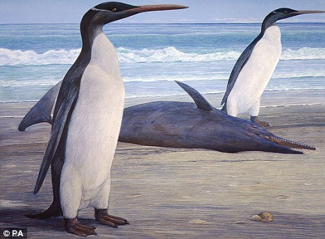 优雅：一幅艺术概念图展示了4英尺高的卡里尤库企鹅面貌。科学家说，它们早在2500万年前就居住在新西兰了。