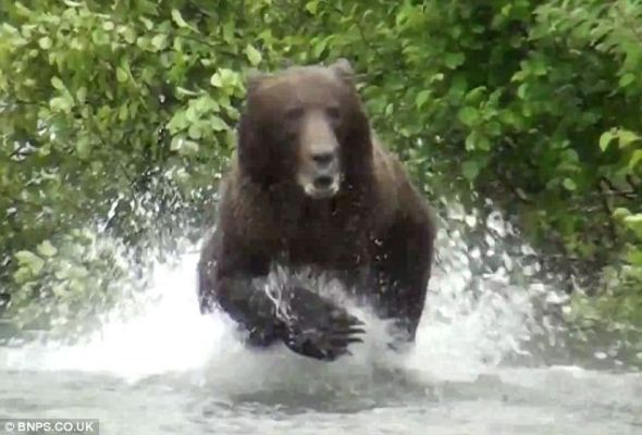 这头灰熊从它的群体里跑出来，靠近这群“入侵者”时，露出了锋利的爪子