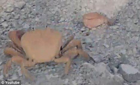 这只螃蟹丢掉钳子匆匆逃走。幸运的是，一只新钳子不久就会长出来。