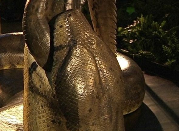 史密森学会的科学家在一段录像中再现了泰坦巨蟒的样子，该节目的目的是探索这种蛇为什么会长到48英尺(14.63米)长，重达2500磅(1133.98公斤)