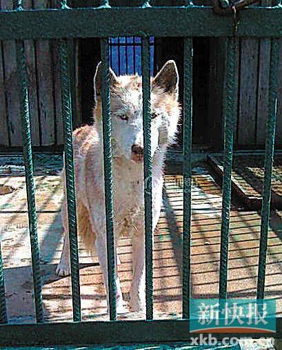 市民王先生在动物园中拍摄的被民警抓获的"母狼"照片。