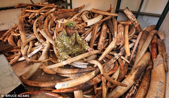 英国广播公司进行的调查发现，肯尼亚的大象因为猖獗的偷猎行为数量不断减少
