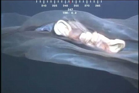  美国专家称视频中的不明生物是一种水母(视频截图)