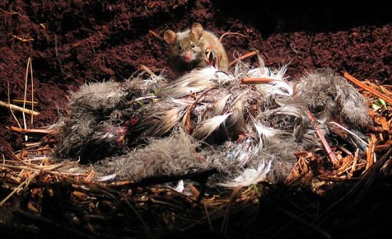 戈夫岛的“巨鼠”以海鸟尸体为食。科学家现在呼吁彻底消灭这些严重威胁本土鸟类生存的外来啮齿动物。