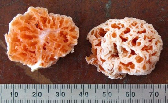 这是一种在婆罗洲发现的真菌，它看上去就像是浴室里擦澡用的海绵