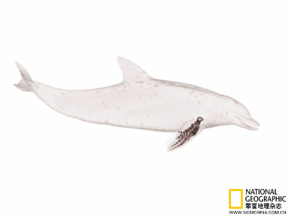 不同的海豚物种所拥有的鳍各自适应于它们的行动模式：长而窄的鳍适合高速泳者，而宽短的鳍出现在那些需 要在狭小空间内来去的物种身上。