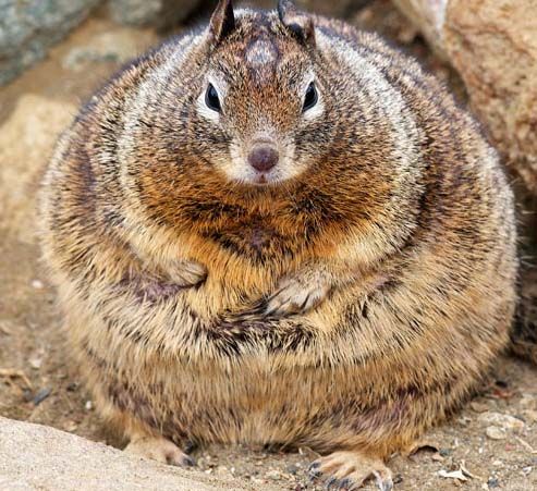 最胖的动物_盘点史上10只最胖的动物 还好意思再胖下去了吗
