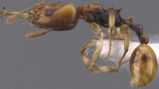 科学家计划拍摄全球所有已知蚂蚁物种3D照片
