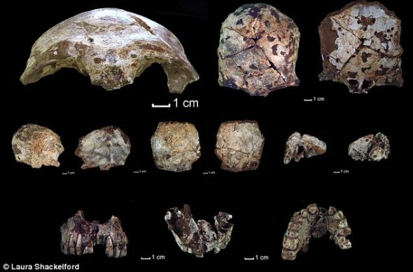 老挝发现6万年前最古老现代人骨骼化石(图)