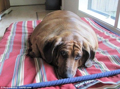 “欧碧”体重35公斤，被人们称为“世界最重腊肠犬”