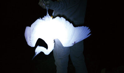 在湖南省新邵县观音山，一只白鹭在竹竿的啸声中折戟。在当地百姓口中被称为“啪啵”的白鹭活体能卖到百元以上的价钱。图 马金辉(除署名外)
