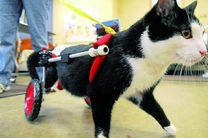 美国截肢猫咪被定期带往医院激励病患(图)美国医院斯库特尔