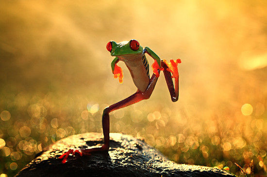 跳舞的青蛙 印尼摄影师拍摄经典动物特写|青蛙