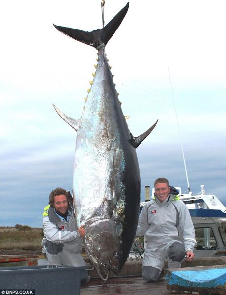 托沃斯(左)和库克在加拿大新斯科舍省附近进行垂钓旅行时捉到这条1000磅重的蓝鳍金枪鱼。