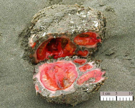 秘鲁怪异海洋生物：雌雄同体外表似岩石(图)岩石海洋雌雄