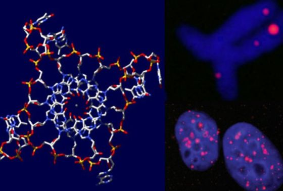 剑桥大学的科学家在人体癌细胞中发现四螺旋DNA结构
