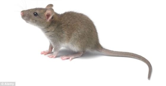 研究称老鼠植入人脑细胞后变聪明(图)