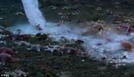 �¶Ƚϵ͵���ˮ���³������лᵼ����Χ��ˮ����ɱ����γɵ���ν����������