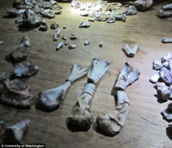 华盛顿大学的古生物学家在坦桑尼亚发现的新的阿希利龙属物种的化石残留。