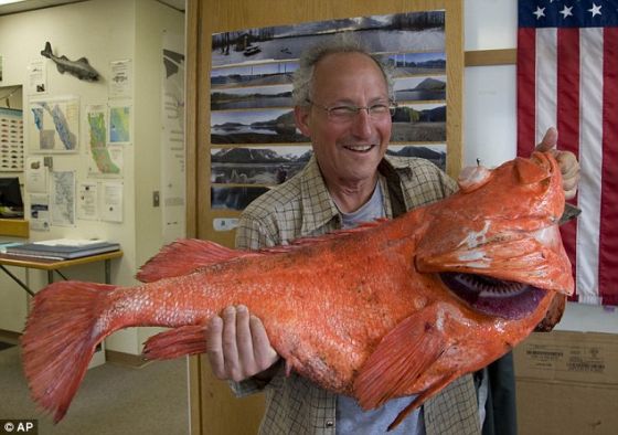游钓者李布曼捕捉到一条长104厘米、重39.08磅的岩鱼。另外，这条大鱼可能超过200岁。