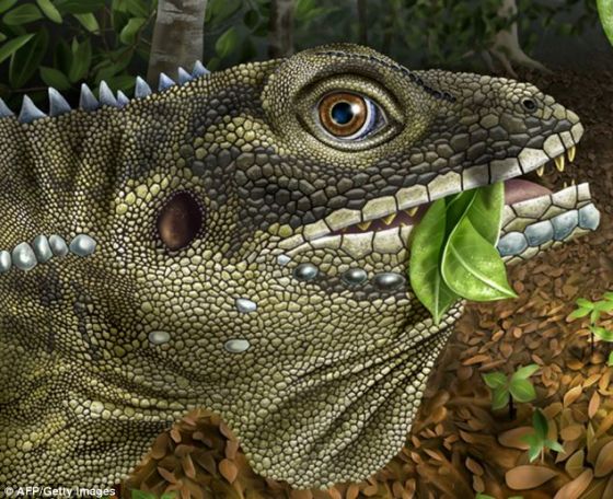 生活在4000万年前的巨型蜥蜴，被称之为“Barbaturex morrisoni”。通过对这种蜥蜴的化石进行分析，科学家认为4000万年前的气候变暖导致食草蜥蜴生长成10英尺(约合3米)长的巨蜥。全球气候变暖能够让这种现象再次出现