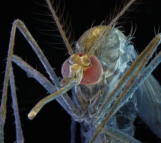 视频展示蚊子吸血可怕细节:口器灵活柔软