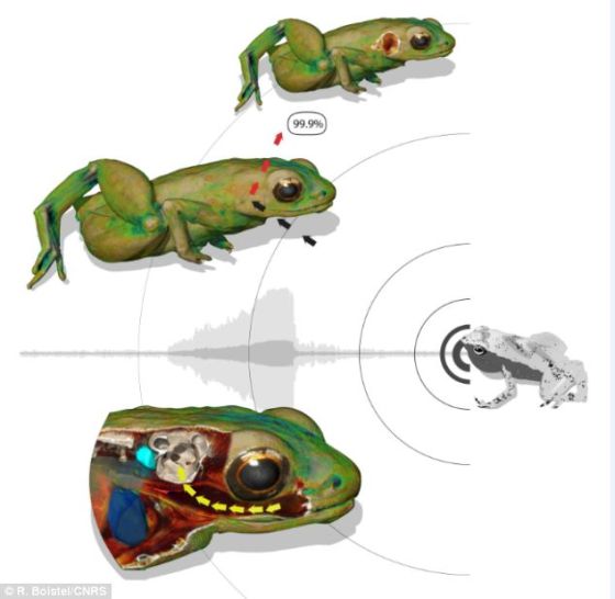 法国发现奇特青蛙用嘴巴听声音图