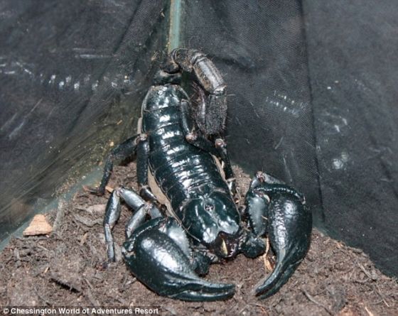 不在紫外光中，这只蝎子变成黑色。科学家不确定蝎子在紫外光下发光的原因，但有各种各样的理论对此作出解释。