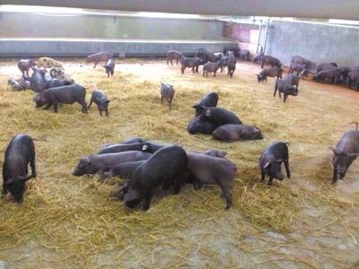 网易官方发图向外界展示安吉养猪场的现状。