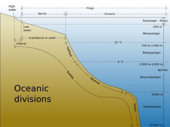 .中层鱼生活在距离海面100米到1000米之间的深水里