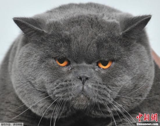 台湾研发猫脸辨识喂食器避免猫咪吃撑|喂食器