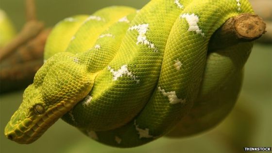 绿树蟒（ green tree python ）