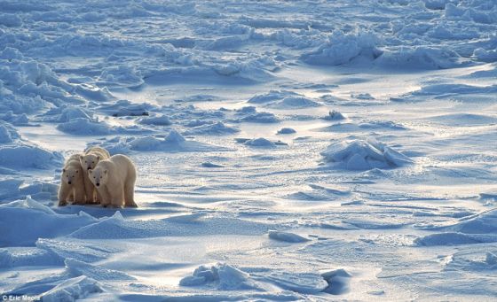 一个和美国最大州阿拉斯加州一样大的北极地区两年前还是无冰水面，但如今，它再次被冰覆盖。《星期日邮报》说北极冰盖消失还是一件非常遥远的事，因为今年是它们连续扩大的第二年。据测量，北极冰盖从2012年以来增大43%到63%。