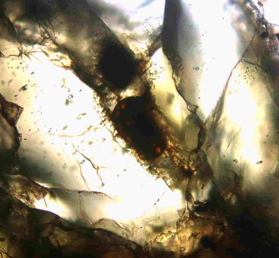 Nakhla火星陨石中奇特卵形结构的透射光显微镜图像。不过尽管其外观与地球上的真核微生物非常相似，科学家们认为其更可能属于地质学成因，因而不能作为火星生命存在的证据。