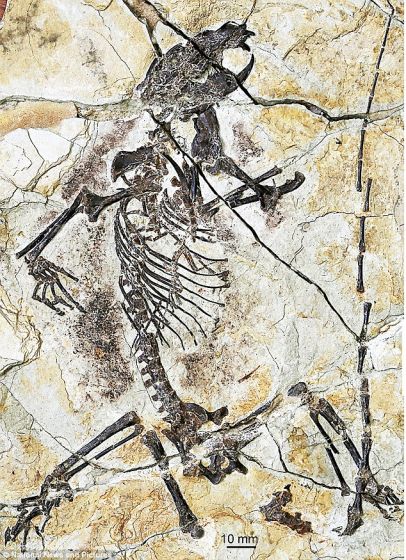 保存完好的化石，其属于一类已经灭绝的种属“贼兽”，此前科学家们对其了解仅停留在少量不完整的下颌骨和牙齿。本图展示的是此次命名的一个种：陆氏神兽，其属于真贼兽分支下的一类哺乳动物。其保存完好的骨骼化石显示其体态修长，拥有一条长尾巴。