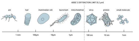 在19世纪末，恩斯特•阿贝（Ernst Abbe）对光学显微镜的分辨率限制做出了界定，认为大约是光波长的一半，即约为0.2微米。这意味着科学家们可以辨别完整细胞，以及其中一些被称为细胞器的组成部分。然而，他们却无法分辨一个正常大小的病毒或者单个蛋白质。