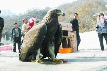 河南放飞偷猎金雕曾有抓狼14只记录(图)