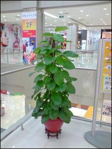 超大触控屏幕LG旗舰KU990拍摄专项评测(7)
