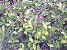 ֧��7�ŵ�ذ�������С����X3188����(5)