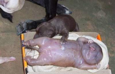 �ڿ���һ��ĸ���������ι���(ͼ)