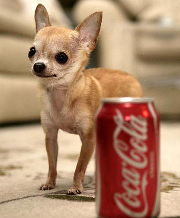 世界最小的狗只有可乐罐高(图)