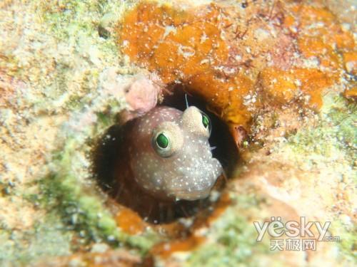 便携三防新突破奥林巴斯μ1030SW评测(11)