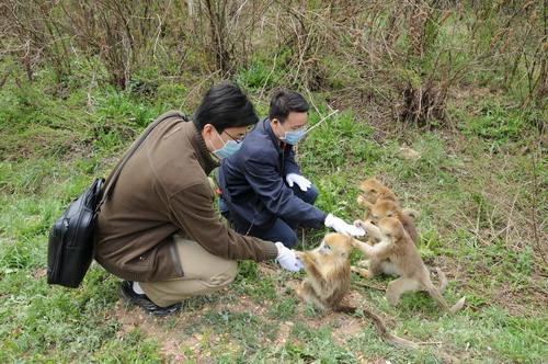 神农架野生金丝猴人工补食实验获成功