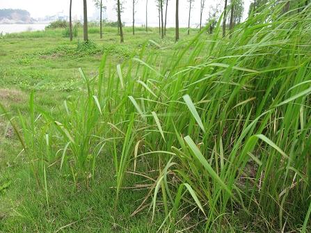 ����ȫ�ֶ�����A590IS���῵P60���ƴ(11)